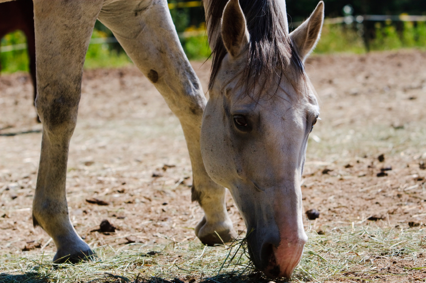 Sand Colic @ MB Equine Services