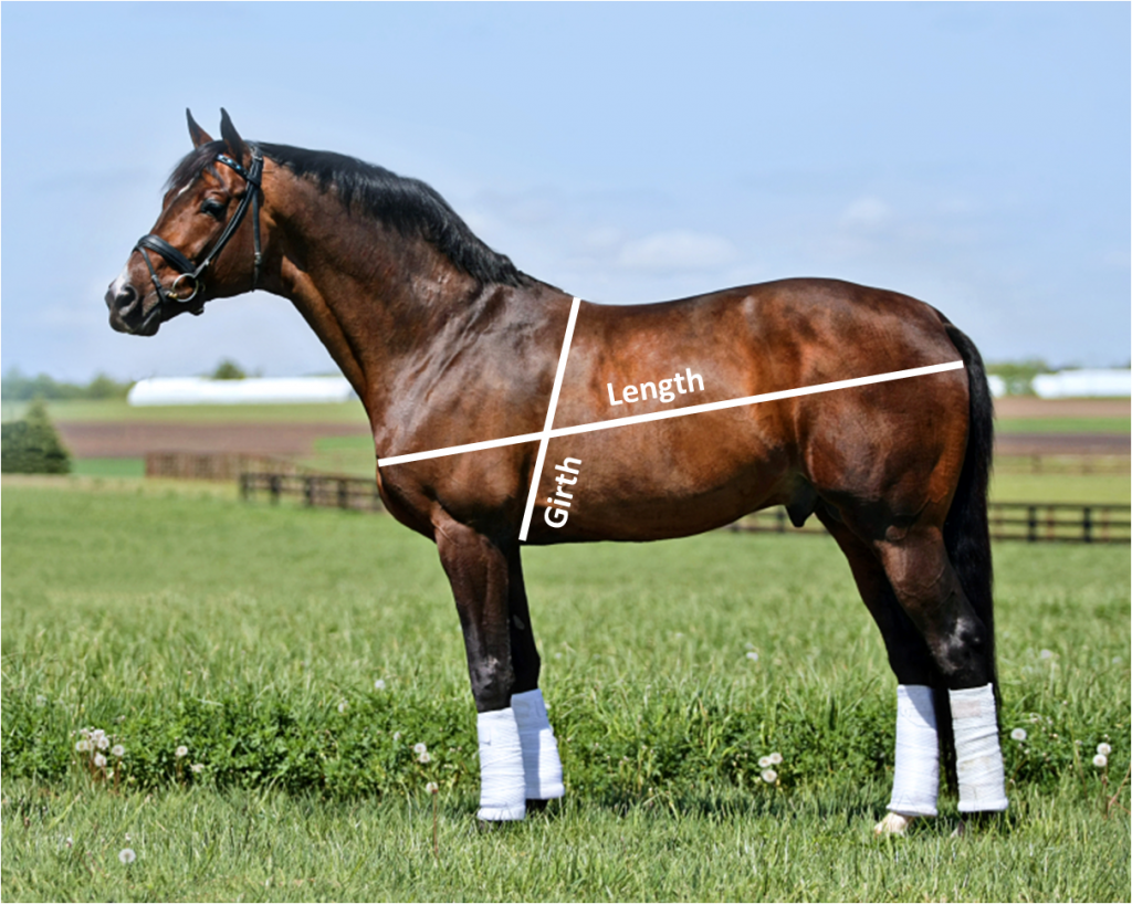 how-to-estimate-the-body-weight-of-your-horse-mb-equine-services