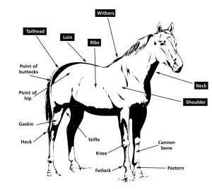 Body Condition Scoring of Horses @ MB Equine Services